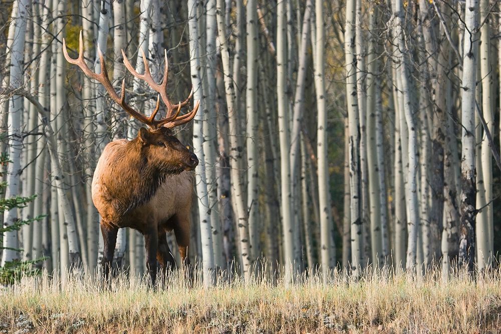 Art Print: Rocky Mountain Bull Elk-Aspen Forest