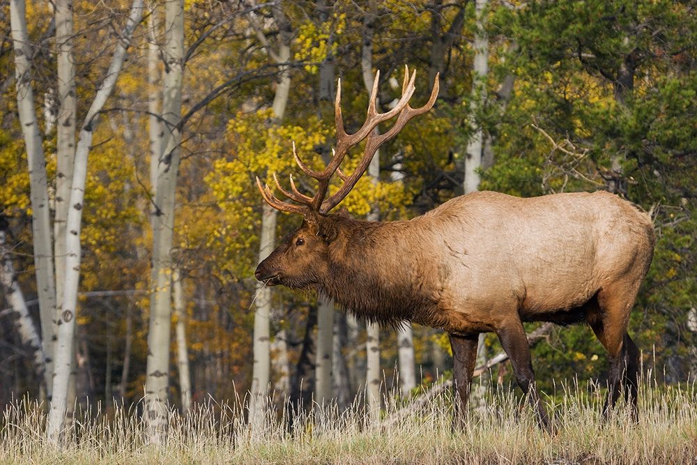 Art Print: Bull Elk-autumn aspens