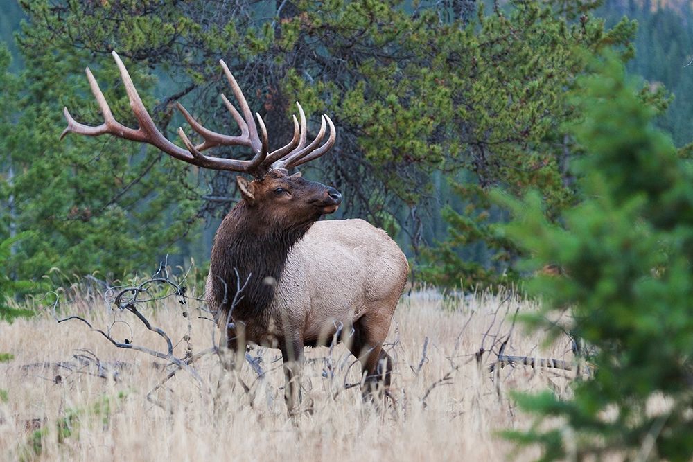 Art Print: Rocky Mountain Bull Elk