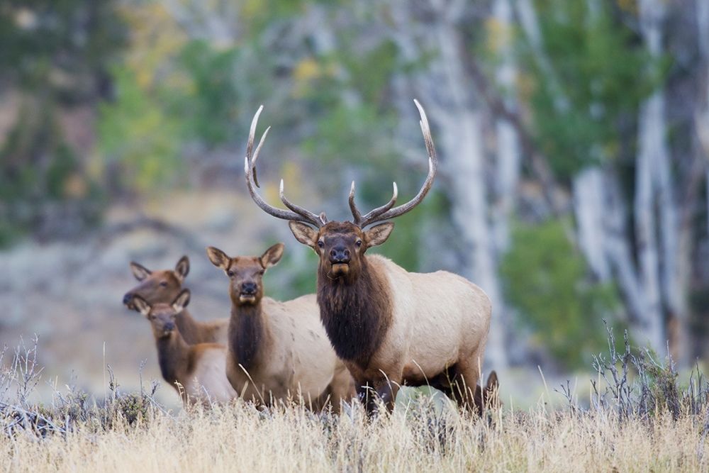 Art Print: Rocky Mountain Bull Elk with Harem of Cows