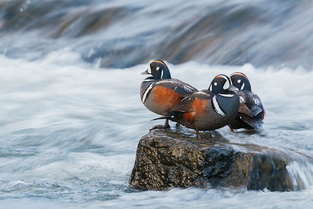 Art Print: Harlequin Drakes resting in the rapids