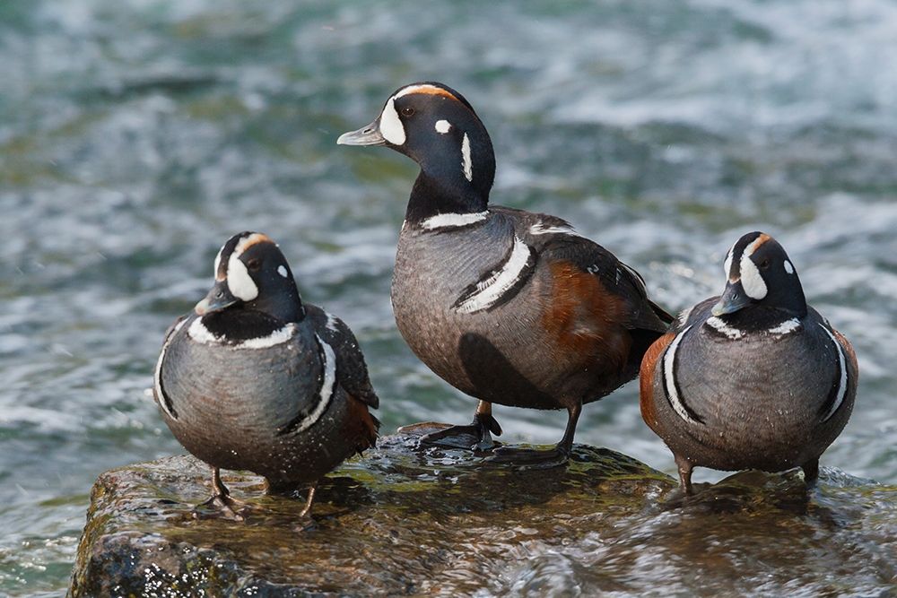 Art Print: Harlequin Ducks