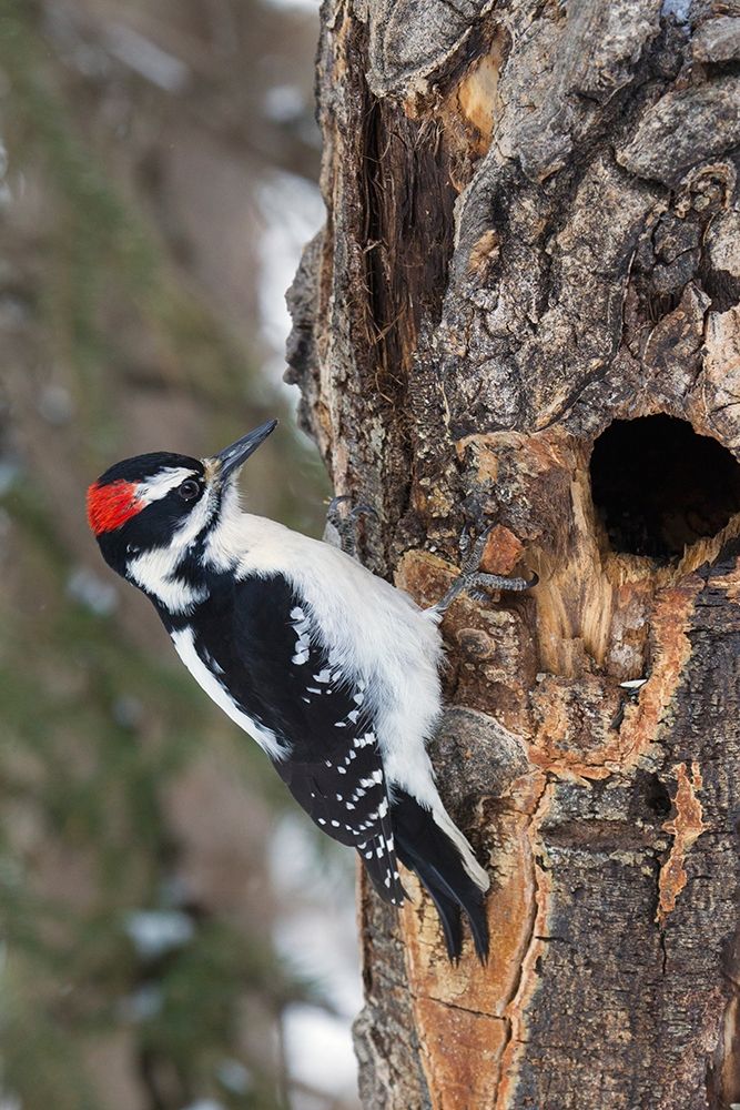 Art Print: Hairy Woodpecker-winter survivor
