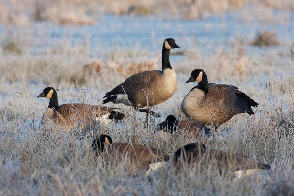 Art Print: Frosty Morning-Cackling Canada Geese