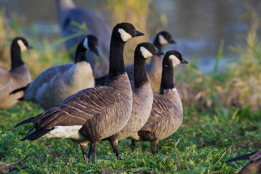 Art Print: Lesser (Cackling) Canada Geese