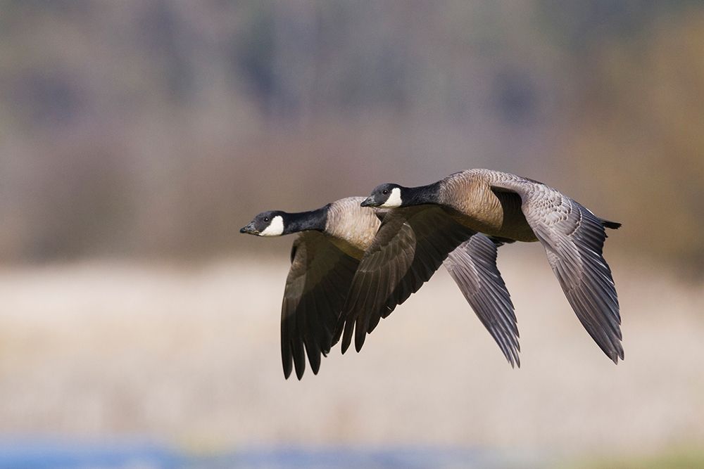 Art Print: Lesser Canada Geese Flying Past