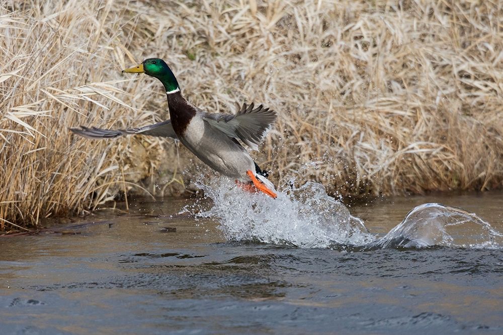 Art Print: Mallard Drake Taking Flight