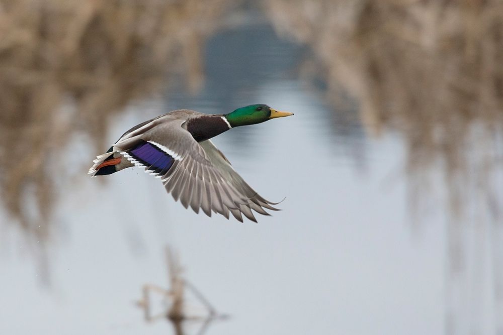 Art Print: Mallard Drake Taking Flight