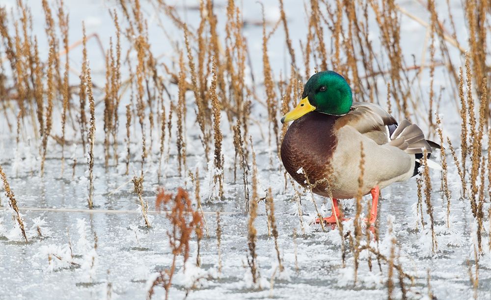 Art Print: Mallard Duck-frozen pond