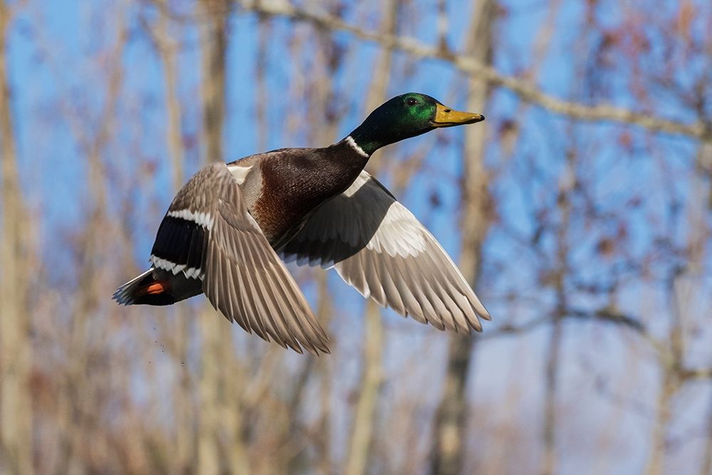 Art Print: Mallard in Flight-wooded habitat