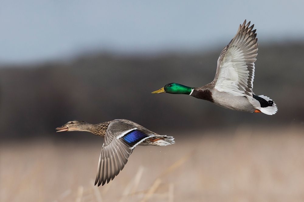 Art Print: Mallard Duck Pair in Flight