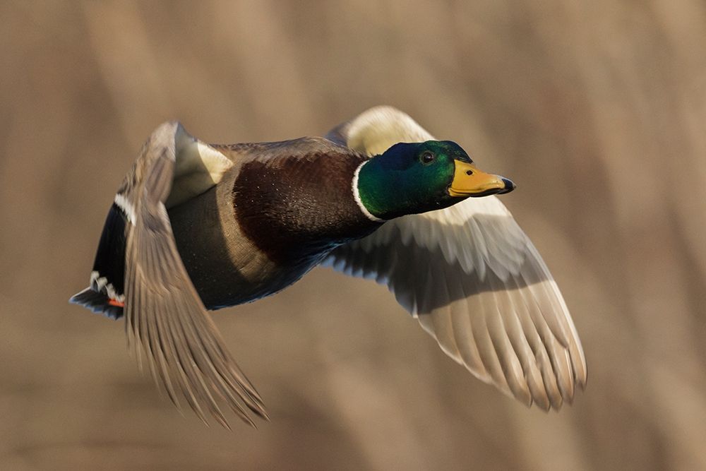Art Print: Mallard Drake in Flight