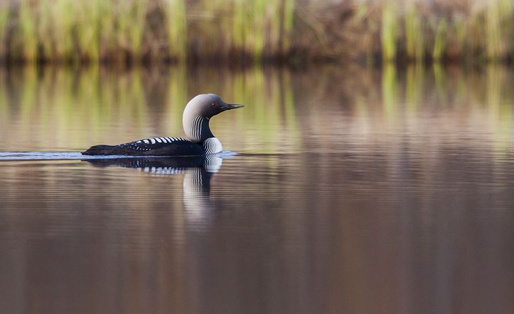 Art Print: Pacific Loon-Arctic Reflections