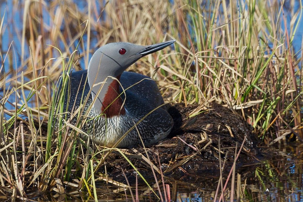 Art Print: Red-throated Loon Sitting on Nest