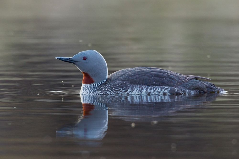Art Print: Red-throated Loon