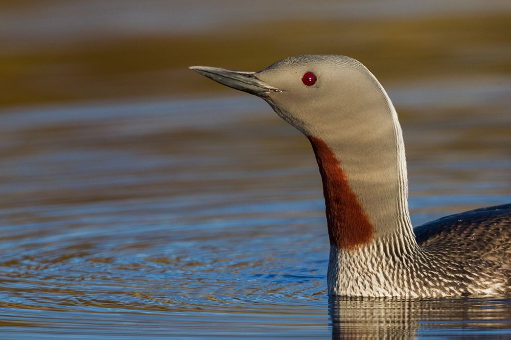 Art Print: Red-throated Loon Close-up