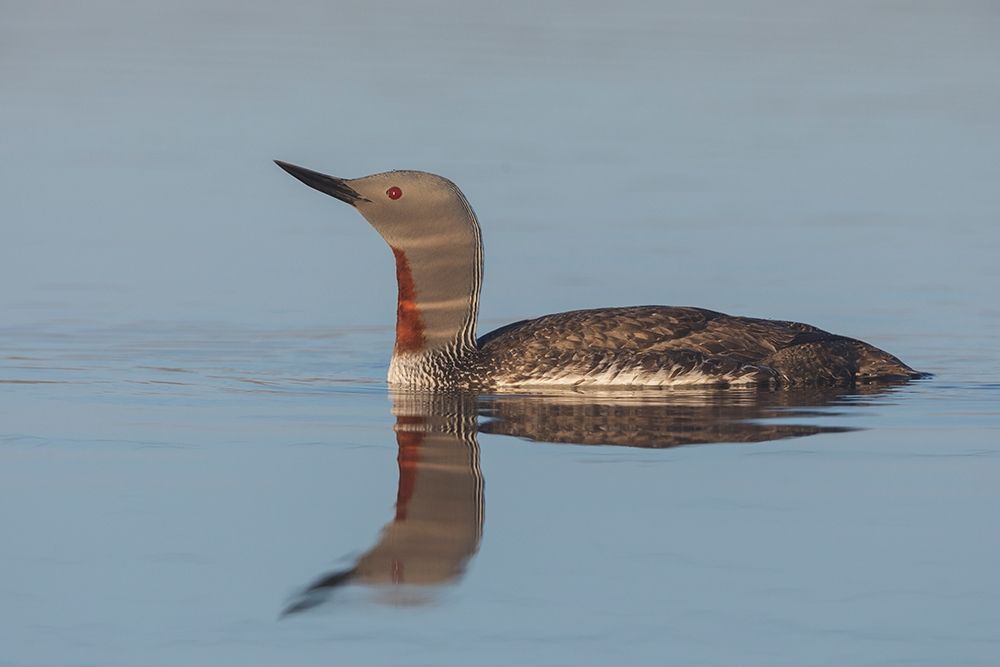 Art Print: Red-throated Loon-misty morning