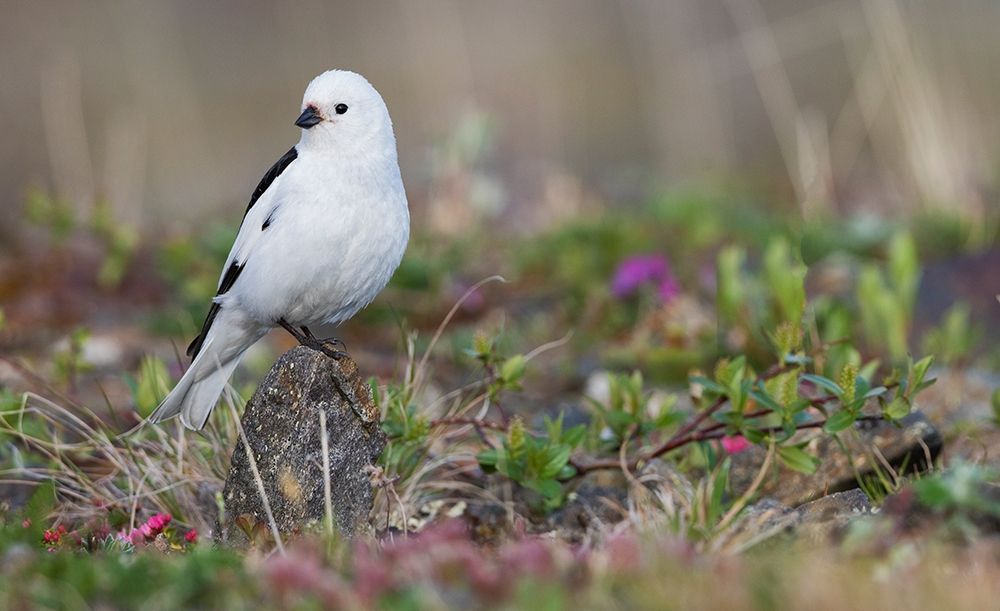 Art Print: Snow Bunting-arctic tundra habitat