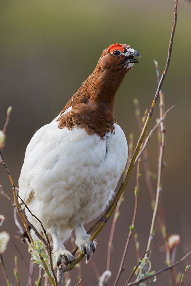 Art Print: Willow Ptarmigan-Voice of the Arctic Tundra