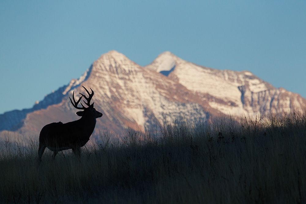 Wall art: White-tail Deer Silhouette-Mission Mountains, by Archer, Ken