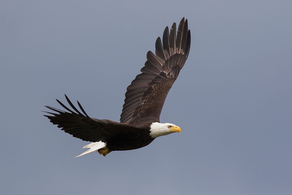 Art Print: Bald Eagle flying