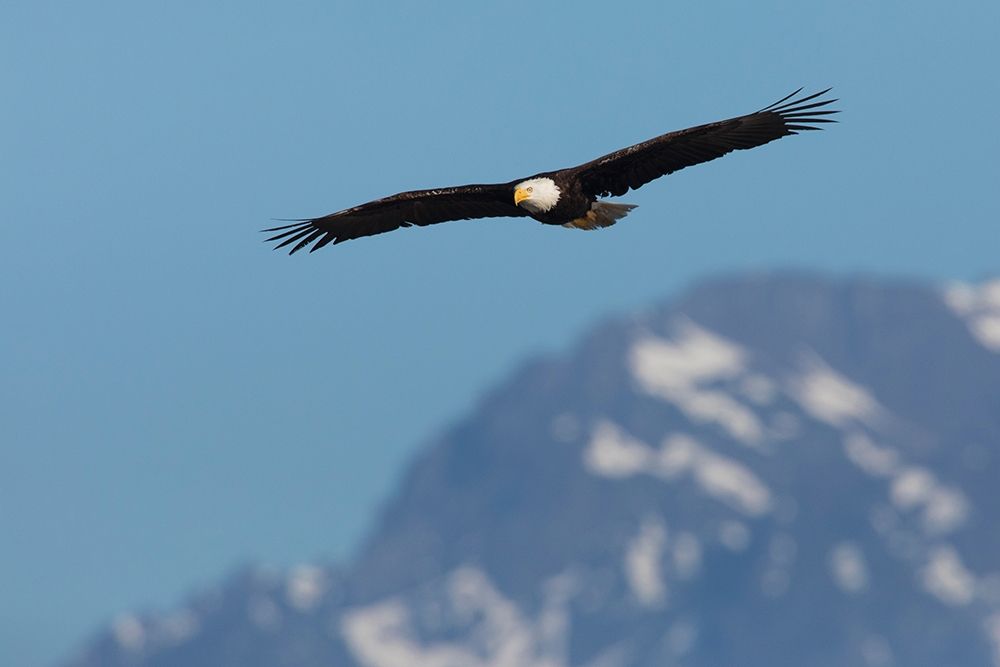 Art Print: Bald eagle