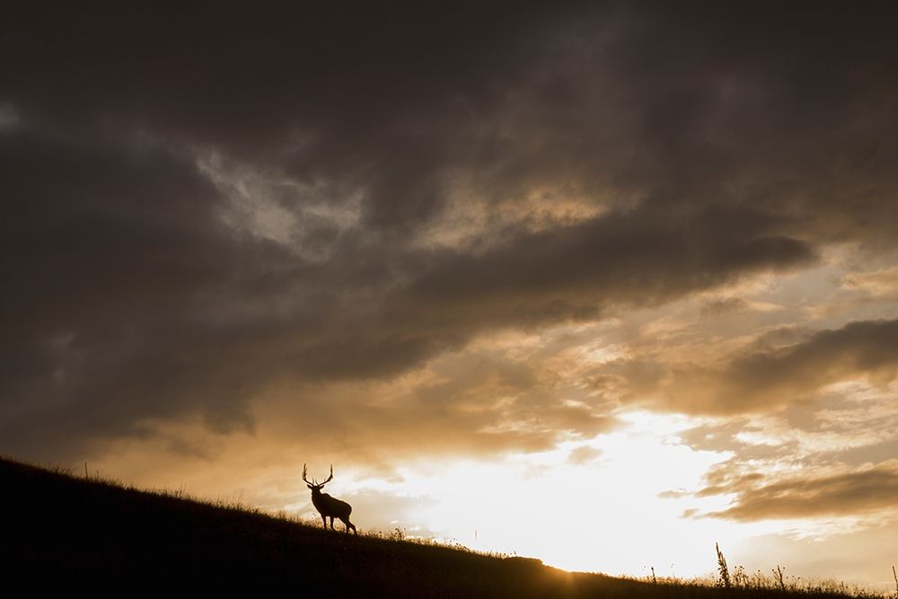 Art Print: Bull Elk-sunset storm clouds