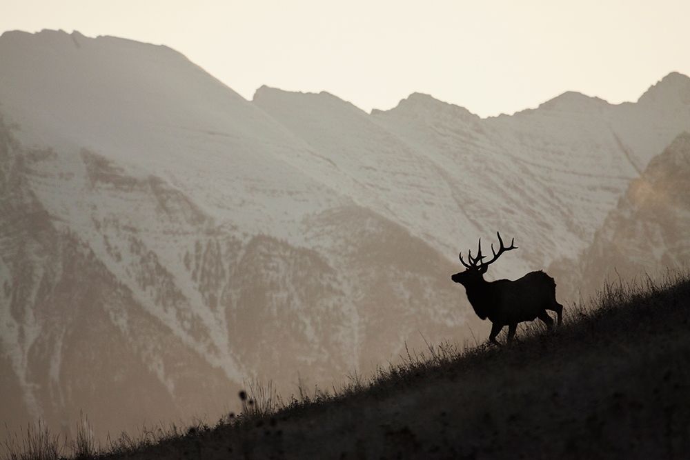 Wall art: Bull Elk-Sunset Silhouette, by Archer, Ken