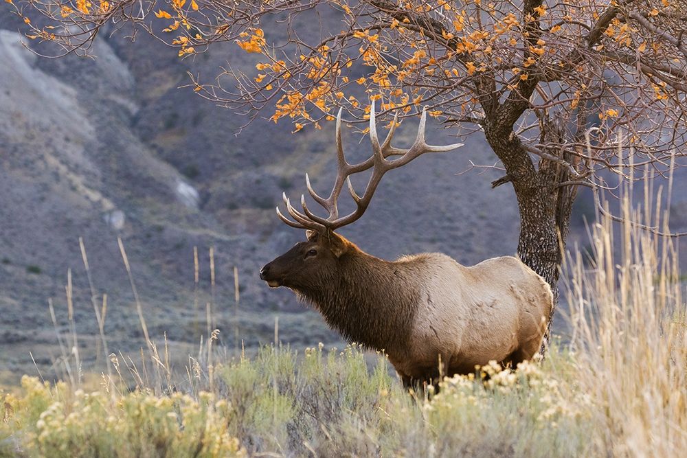 Art Print: Rocky Mountain Bull Elk-Autumn Morning