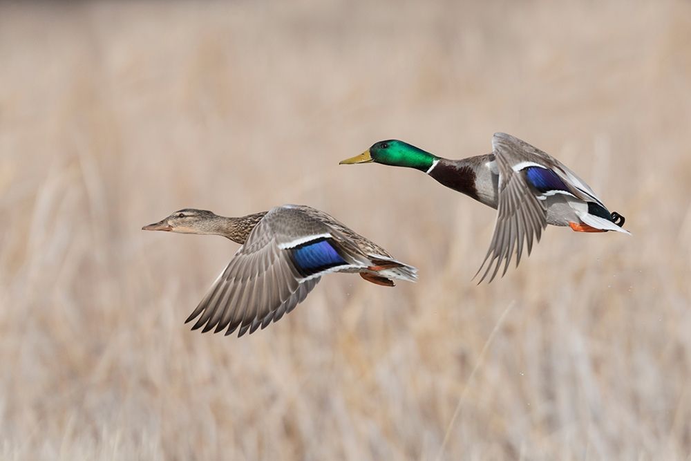 Art Print: Mallard Duck Pair flying