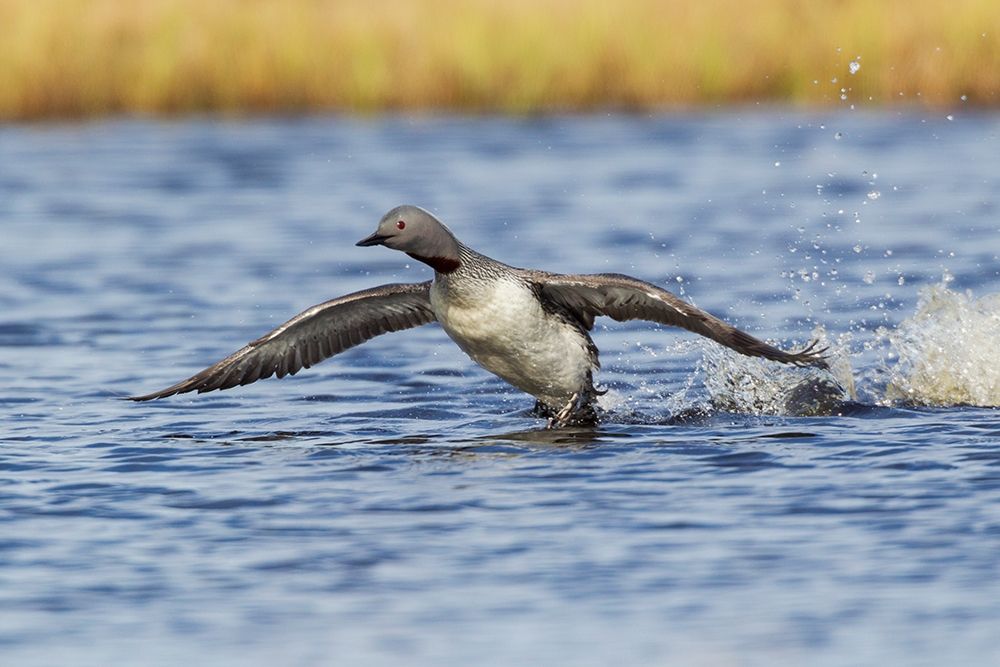 Art Print: Red-throated Loon-courtship display