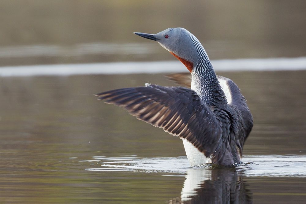 Art Print: Red-throated Loon Drying Wings
