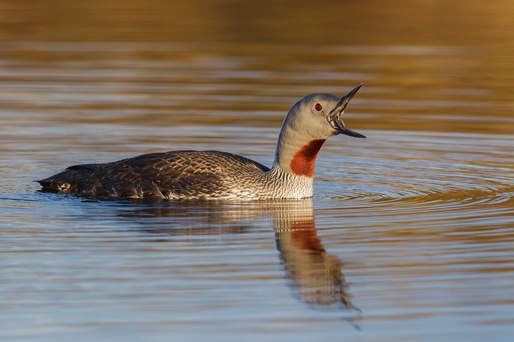 Art Print: Red-throated Loon Calling
