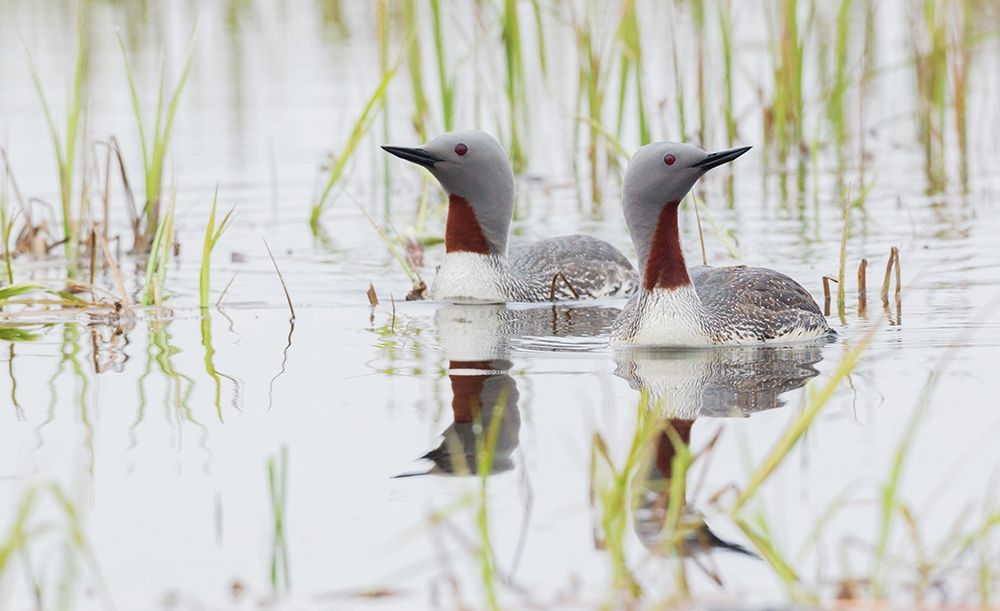 Art Print: Red-throated Loon Pair