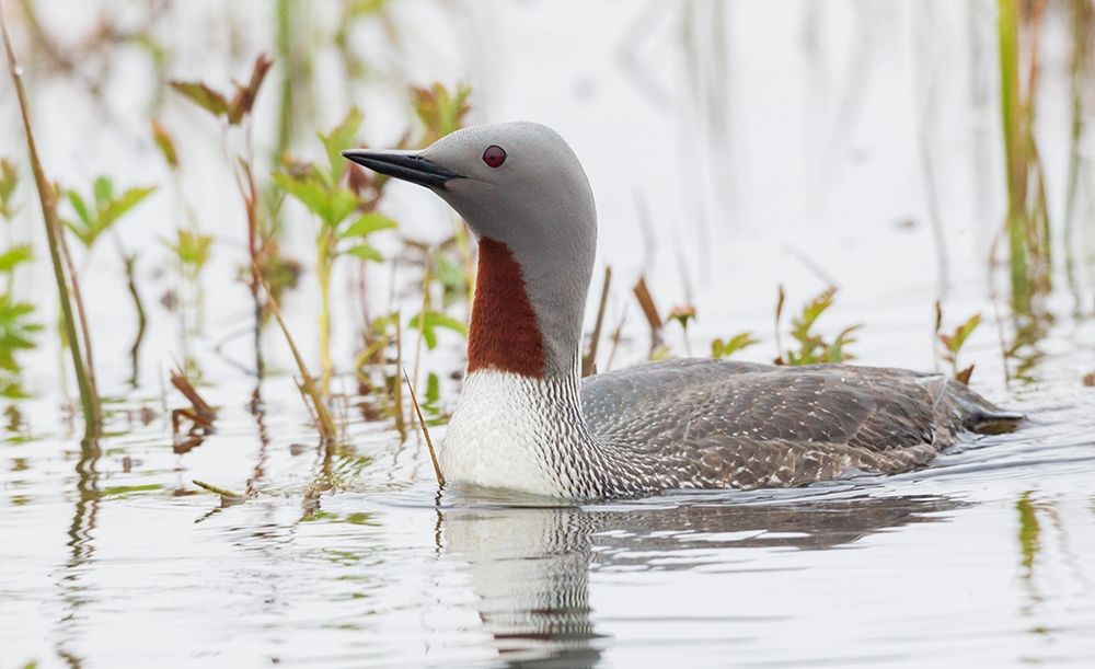 Art Print: Red-throated Loon