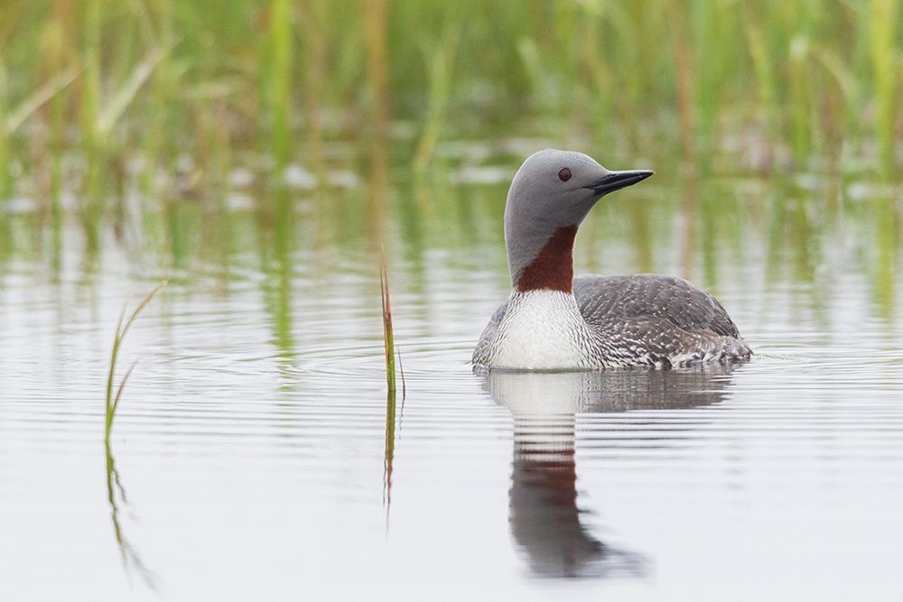 Art Print: Red-throated Loon