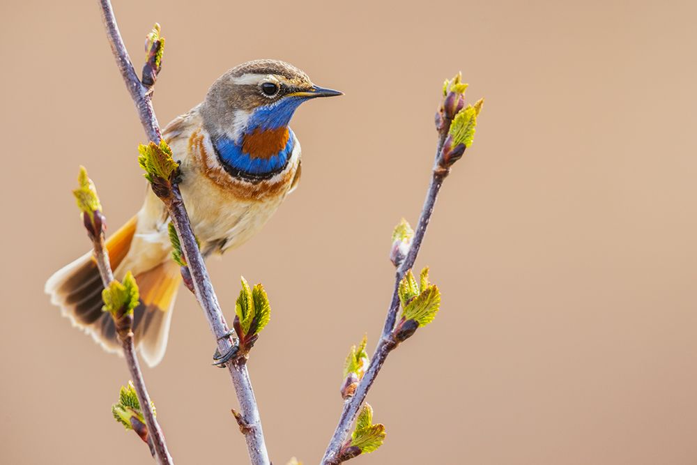 Art Print: Bluethroat-checking on his territory