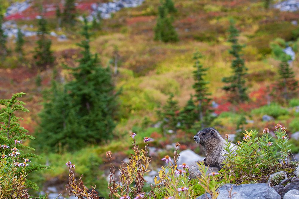 Art Print: Hoary marmot