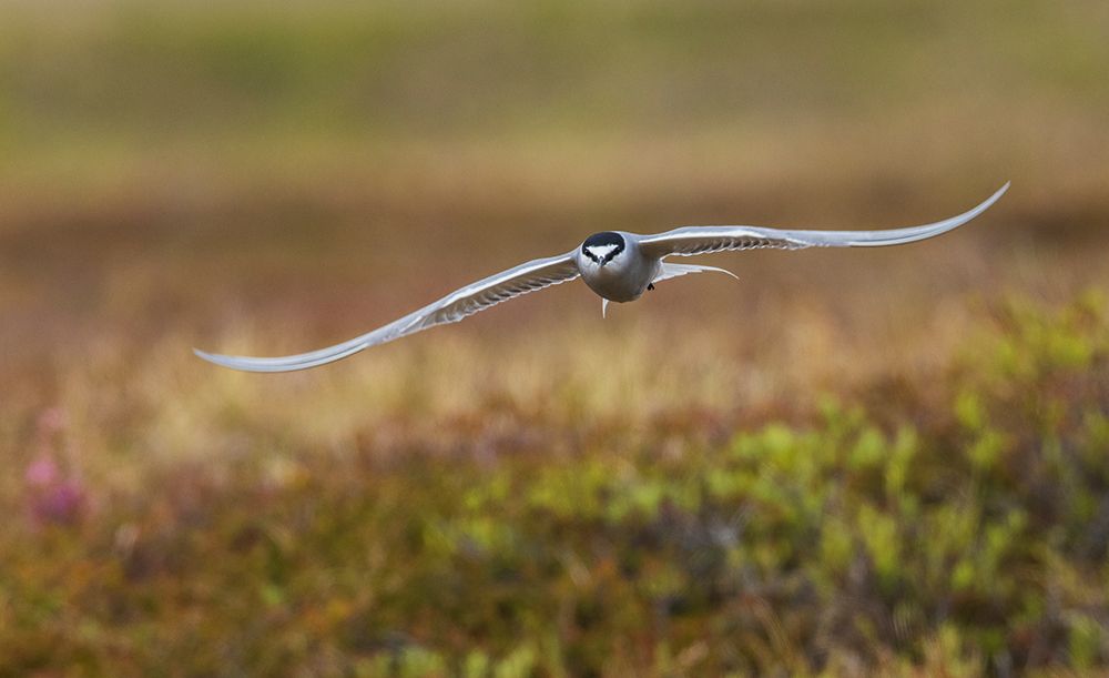 Art Print: Aleutian tern flying