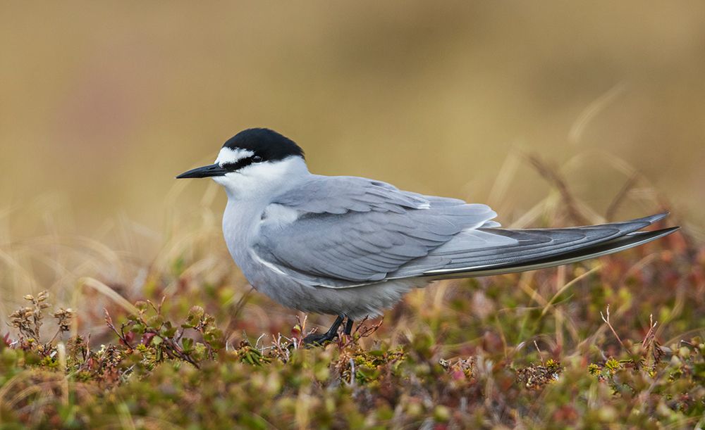 Art Print: Aleutian tern