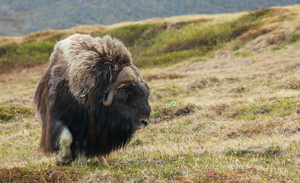 Art Print: Musk ox-Arctic tundra