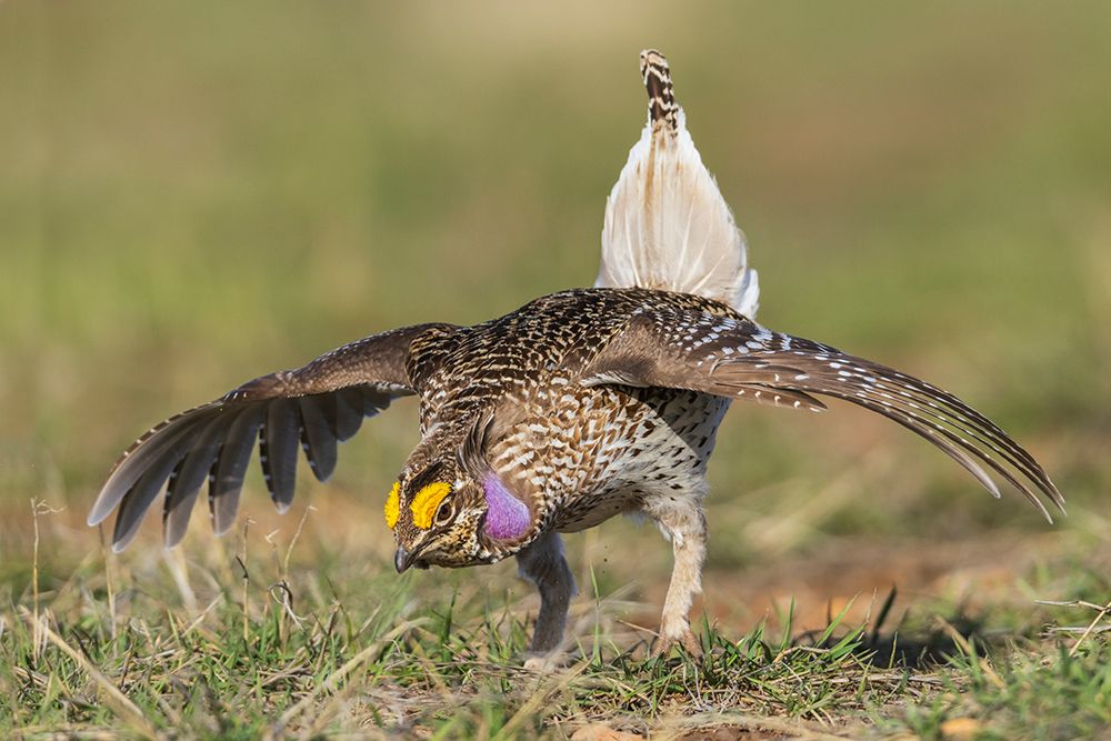 Art Print: Columbia sharp-tailed grouse courtship display-western prairie-Colorado-USA