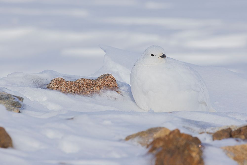 Art Print: White-tailed ptarmigan-winter plumage