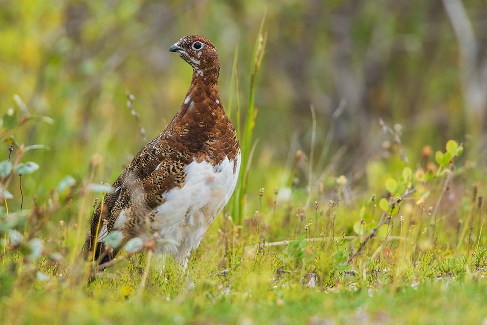 Art Print: Willow ptarmigan at home in the arctic tundra of Northern Manitoba