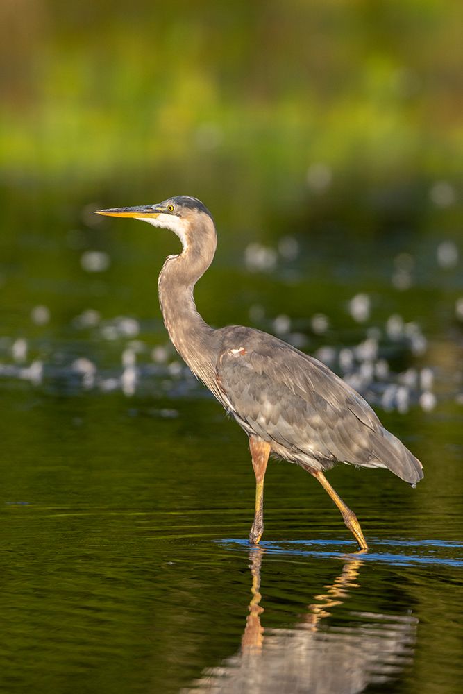 Art Print: Great Blue Heron-Ardea Herodias-feeding in wetland Marion County-Illinois