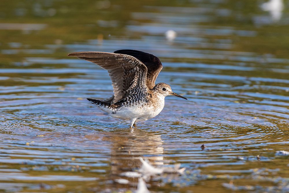 Art Print: Solitary Sandpiper-Tringa solitaria-bathing in wetland Marion County-Illinois