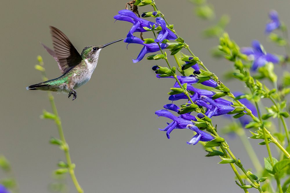 Art Print: Ruby-throated Hummingbird-Archilochus colubris-at Blue Ensign Salvia-Salvia guaranitica-Marion Coun