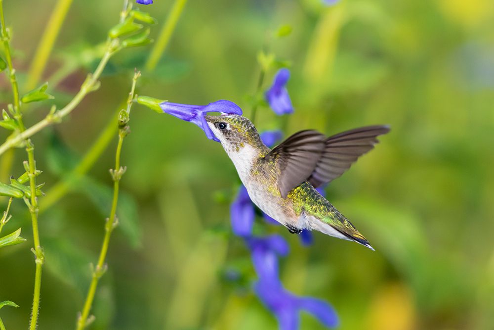 Art Print: Ruby-throated Hummingbird-Archilochus colubris-at Blue Ensign Salvia-Salvia guaranitica-Marion Coun