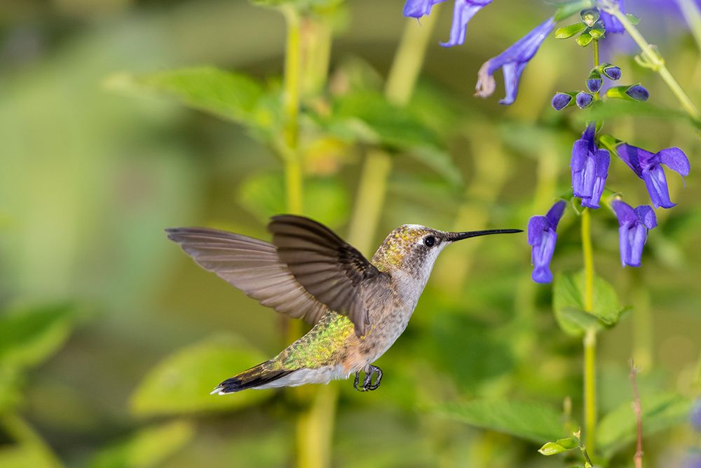 Art Print: Ruby-throated Hummingbird-Archilochus colubris-at Blue Ensign Salvia-Salvia guaranitica-Marion Coun