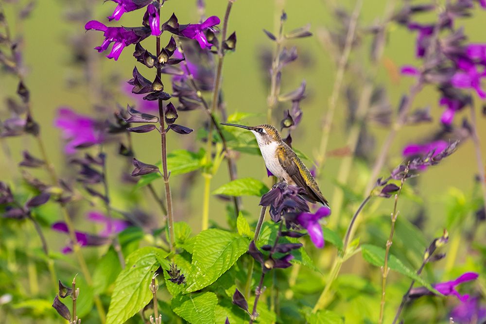 Art Print: Ruby-throated Hummingbird-Archilochus colubris-at Salvia Purple and Bloom-Salvia guaranitica-Marion